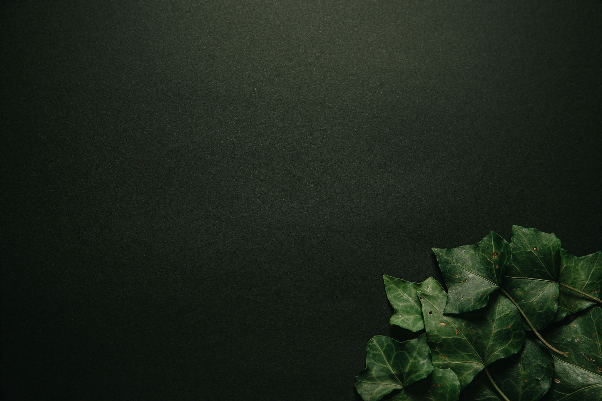 Dark green textured background with ivy leaves